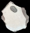 Gerastos Trilobite - Jorf, Morocco #57531-1
